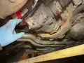 BMW E46: Objawy, wymiana i koszty poduszki dyferencjału